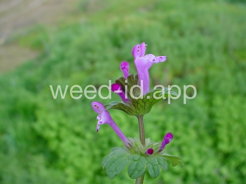 henbit